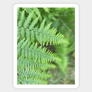 Ferns Sticker